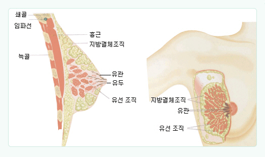 유방의구조